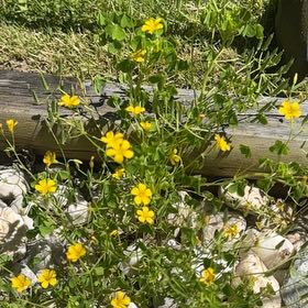Photo of the plant species Bird's-Foot Trefoil by @ZealousRambutan named Taylor Swift on Greg, the plant care app