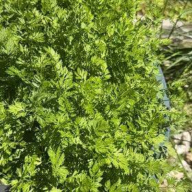Photo of the plant species Parsley Fern by @ZealousRambutan named Rihanna on Greg, the plant care app