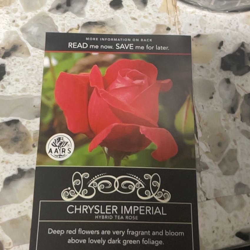 Photo of the plant species Oklahoma Rose by @CivicDevilsclub named Wall-E on Greg, the plant care app