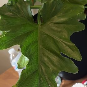 Photo of the plant species tree philodendron by @NewPuka49 named Rihanna on Greg, the plant care app