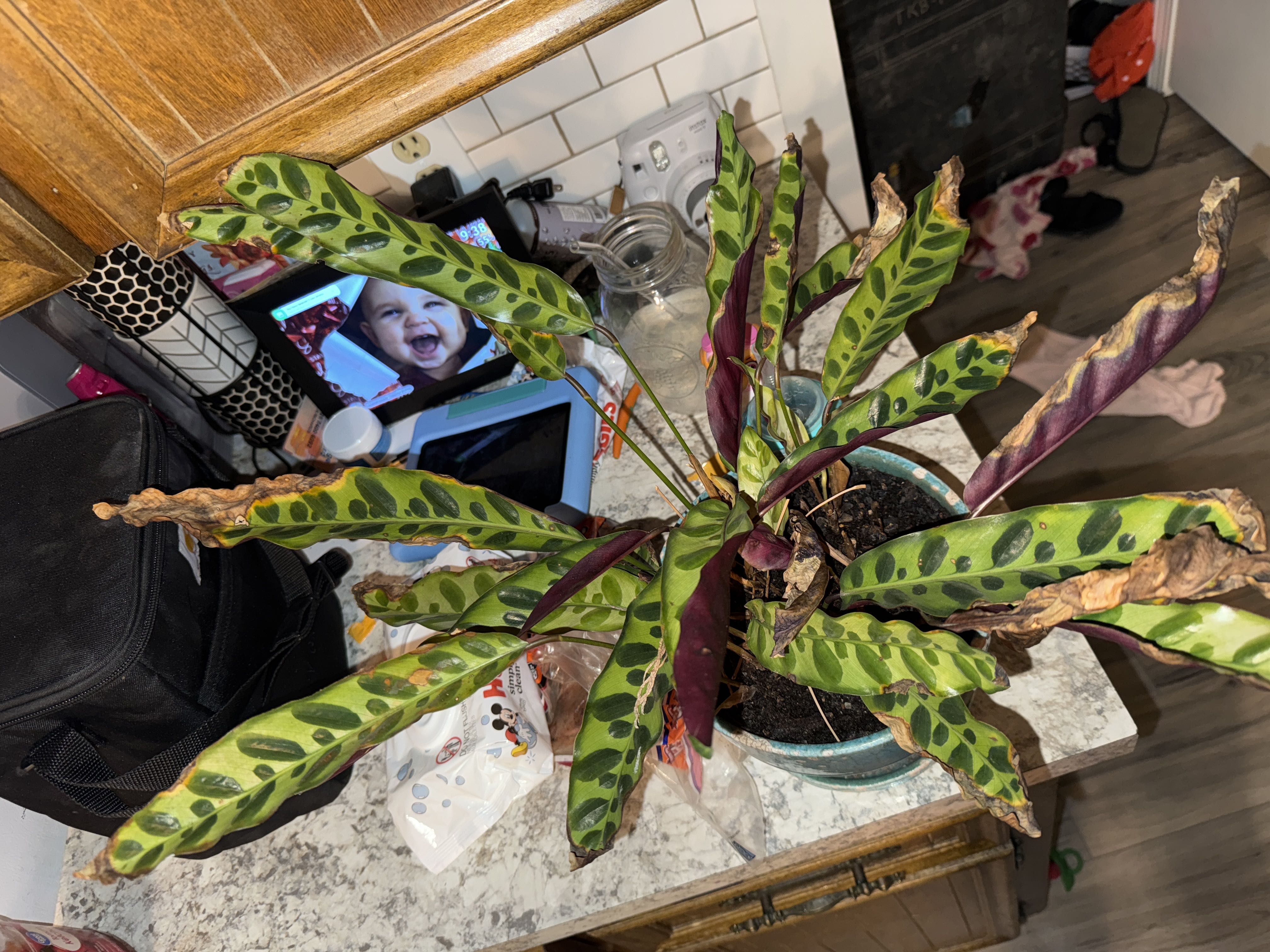 crispy plant