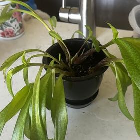 Photo of the plant species Drimiopsis kirkii by @RubyRed named Keshi on Greg, the plant care app