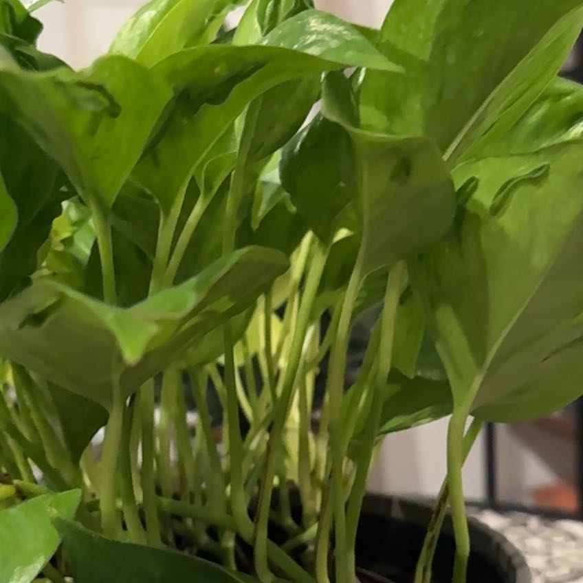 Photo of the plant species Teruno Champs-Elysees Pothos by @RubyRed named Elysees on Greg, the plant care app
