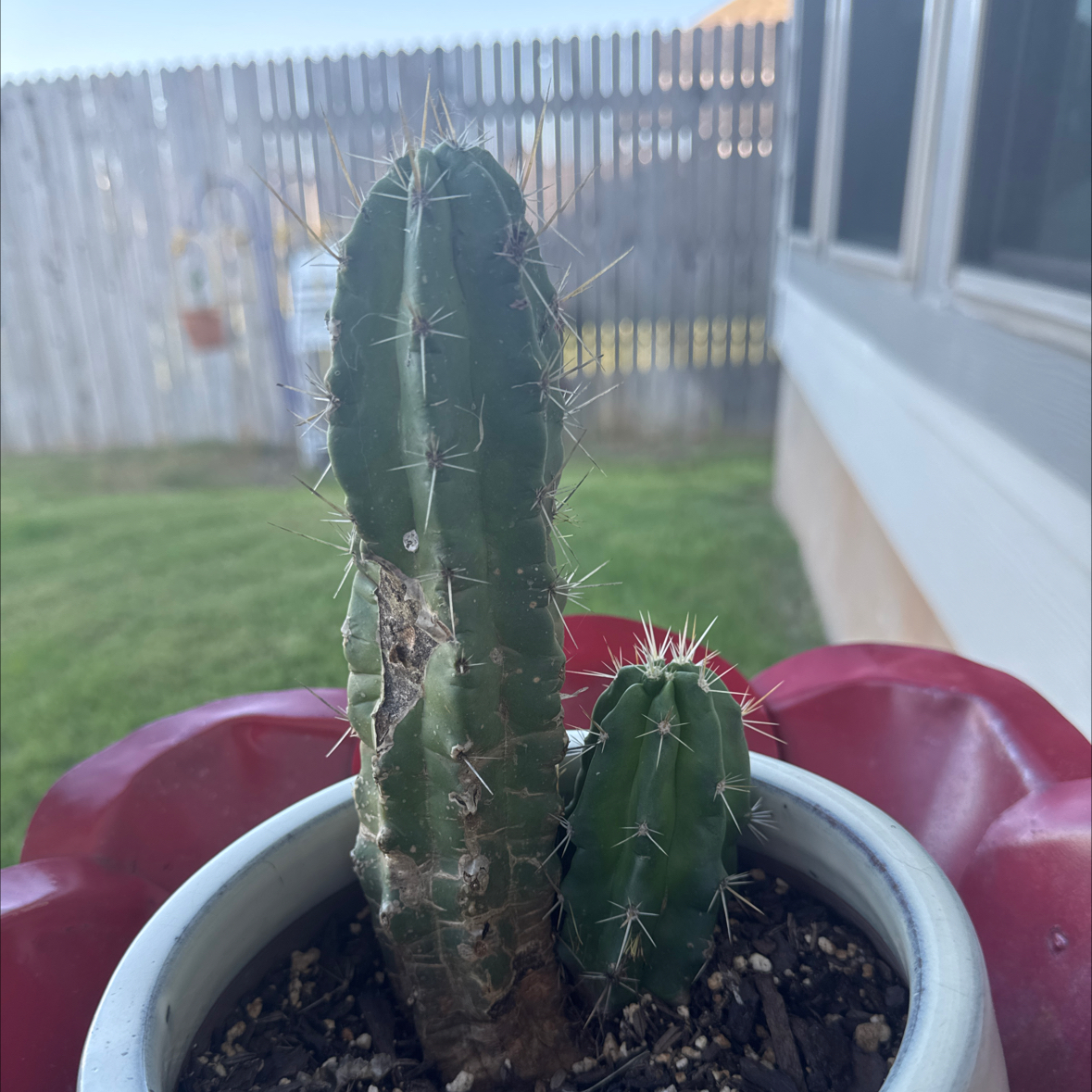 Photo of the plant species Banana Cactus by @RubyRed named Prince on Greg, the plant care app