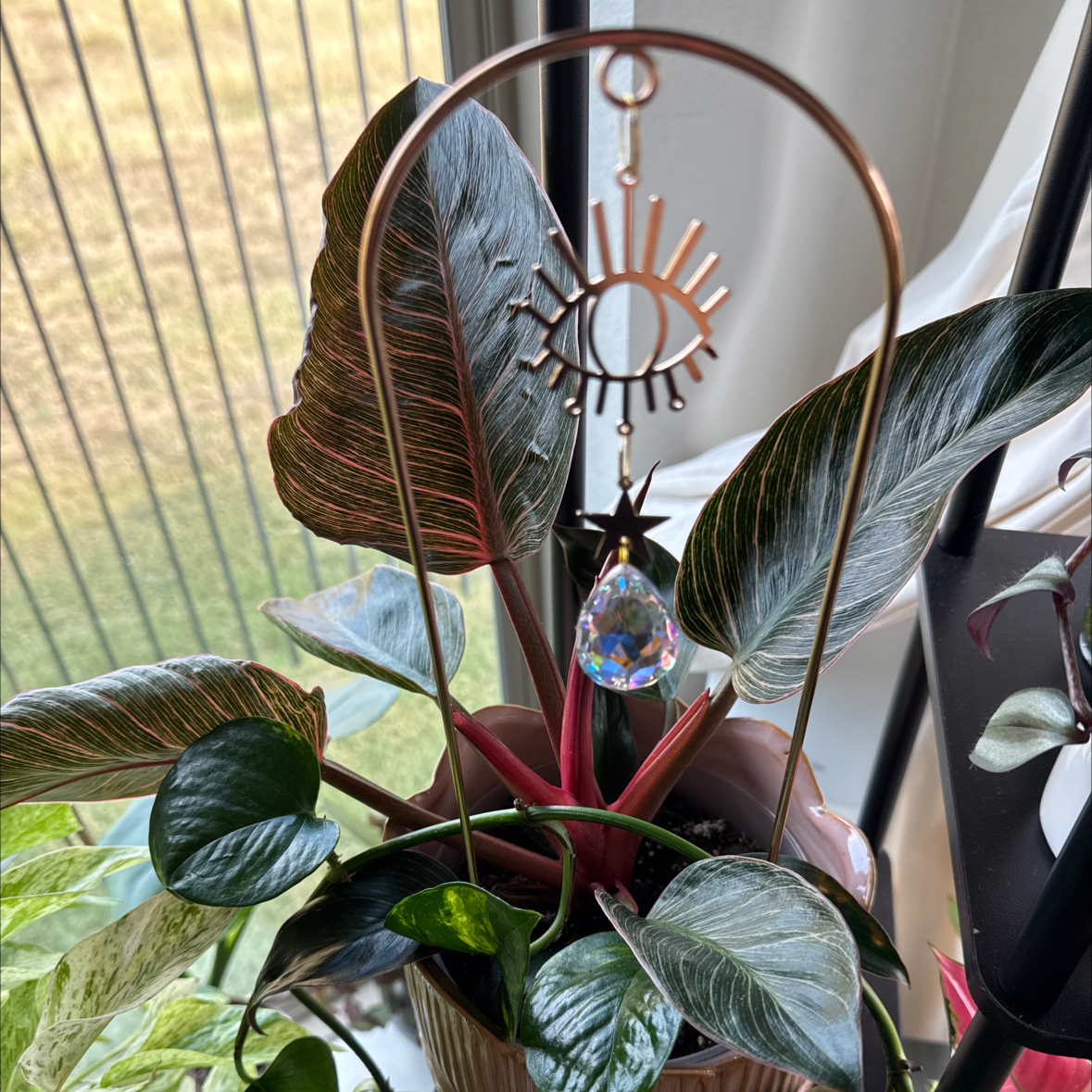 Photo of the plant species Philodendron 'Pink Bikini' by @RubyRed named Nikki on Greg, the plant care app