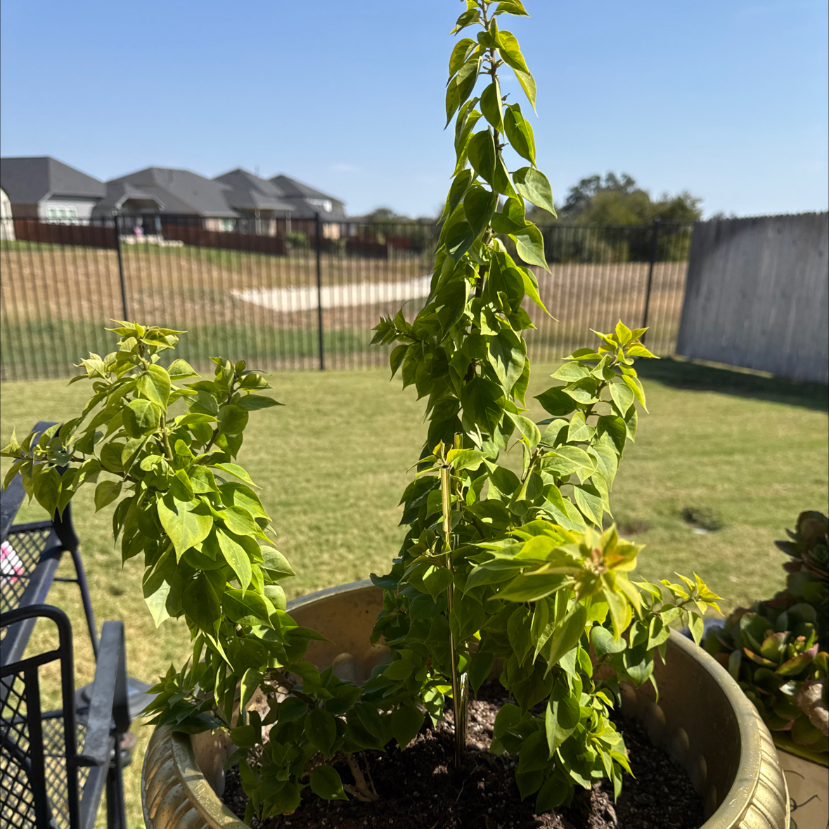 Photo of the plant species Bougainvillea Pixie Queen Dwarf by @RubyRed named Pixie on Greg, the plant care app
