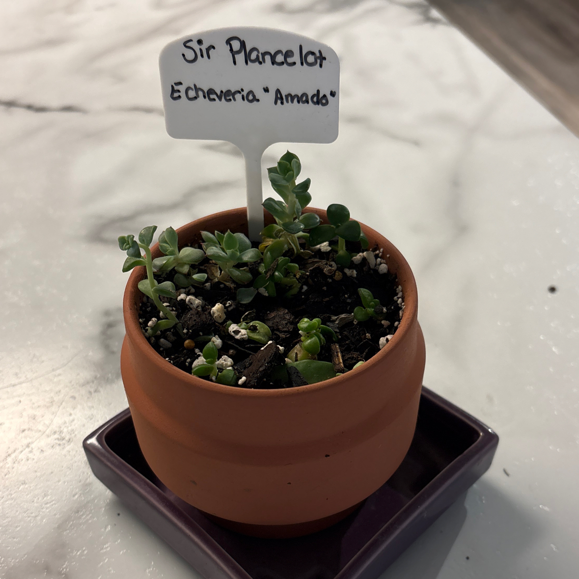 Photo of the plant species Echeveria 'Amado' by @WarmBasil18 named Sir Plancelot on Greg, the plant care app