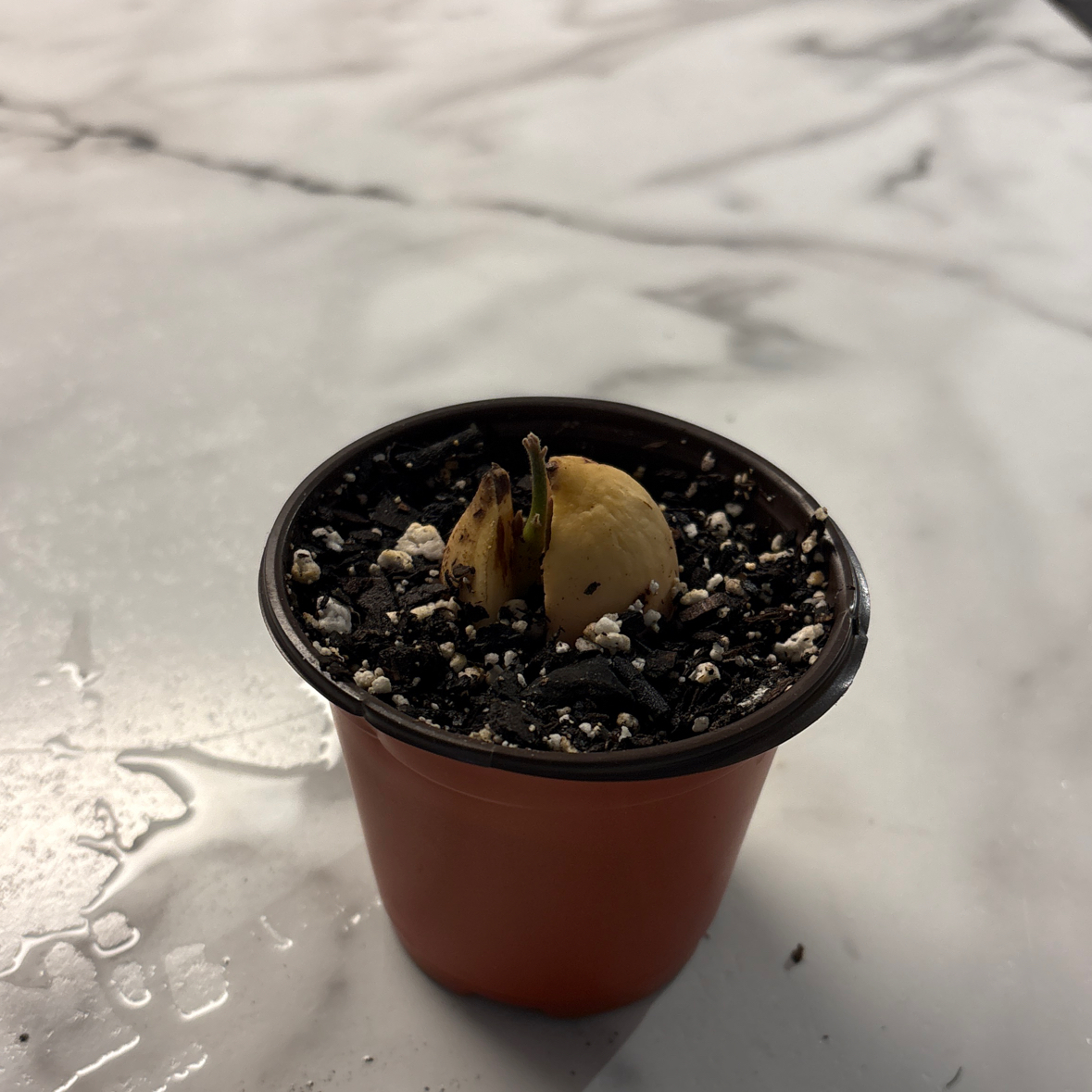 Photo of the plant species Avacado Tree by @WarmBasil18 named Harry on Greg, the plant care app