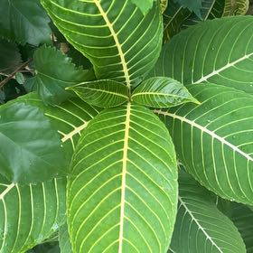 Photo of the plant species Sanchezia by @WittyCoccoon53 named Khaleesi on Greg, the plant care app