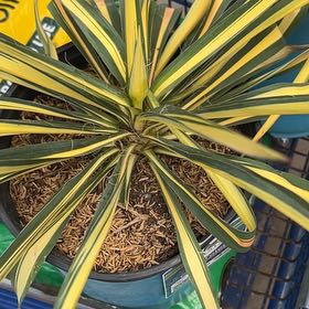Photo of the plant species Succulent by @HumaneJadeplant named Sigmund on Greg, the plant care app