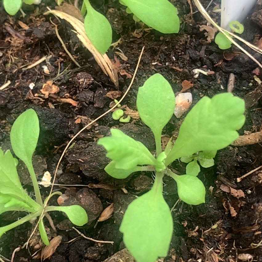 Photo of the plant species Cancer Weed by @SnazzyChuparosa named Stella on Greg, the plant care app