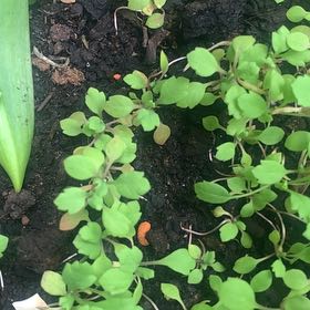Photo of the plant species Cancer Weed by @SnazzyChuparosa named Remington on Greg, the plant care app
