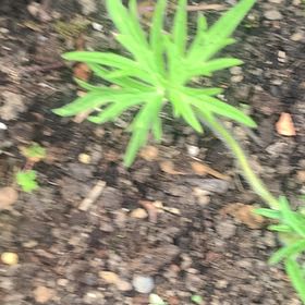 Photo of the plant species Cutleaf Geranium by @SnazzyChuparosa named Emerson on Greg, the plant care app