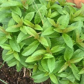 Photo of the plant species Garden Speedwell by @SnazzyChuparosa named Demi on Greg, the plant care app