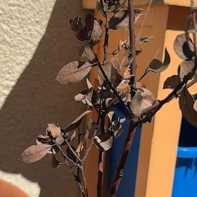 Photo of the plant species Manzanita by @PureGlobeflower named Harper on Greg, the plant care app