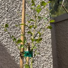 Photo of the plant species Red Finger Lime by @PureGlobeflower named Marilyn on Greg, the plant care app