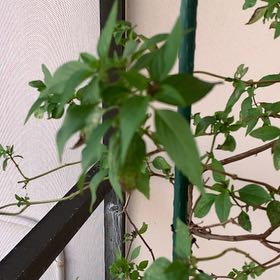 Photo of the plant species Siam Basil by @LadylikeComet named Gregarious on Greg, the plant care app