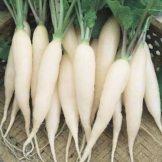 Photo of the plant species Long White Icicle Radish by @FacilelyTomato named Delilah on Greg, the plant care app