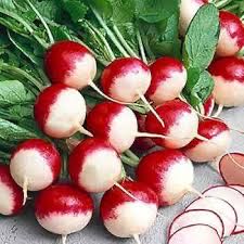 Photo of the plant species Sparkler White Tip Radish by @FacilelyTomato named Daphne on Greg, the plant care app