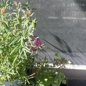 Photo of the plant species Delphinum by @HipBanyanfig55 named Stella on Greg, the plant care app