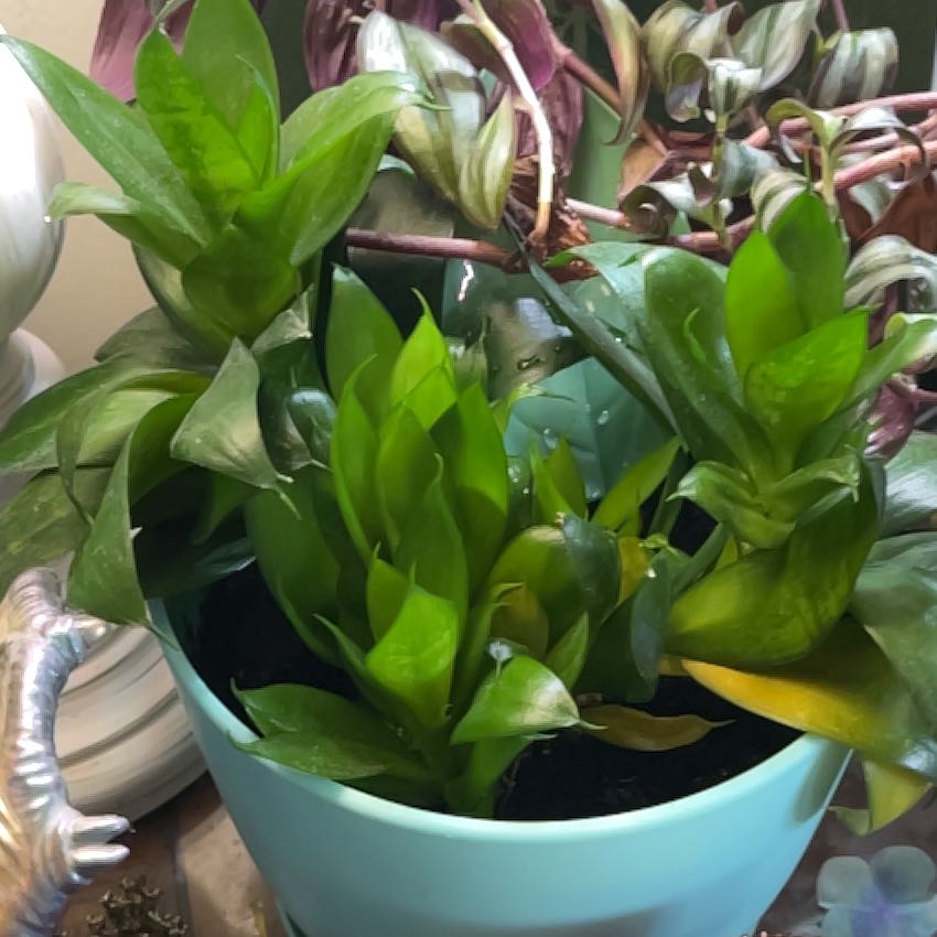 Photo of the plant species Birdsnest by @Hannahhemb named Tolkien on Greg, the plant care app