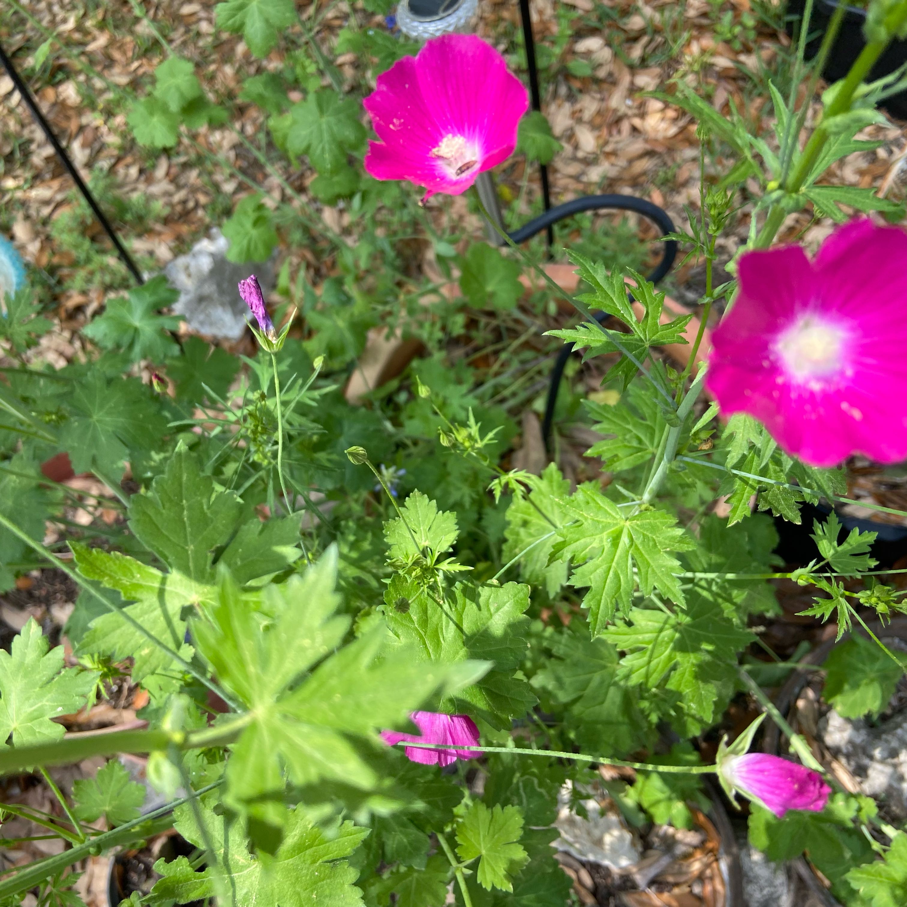 Photo of the plant species Texas Poppy Mallow by @PunchyHardykiwi named Fernie Mercury on Greg, the plant care app
