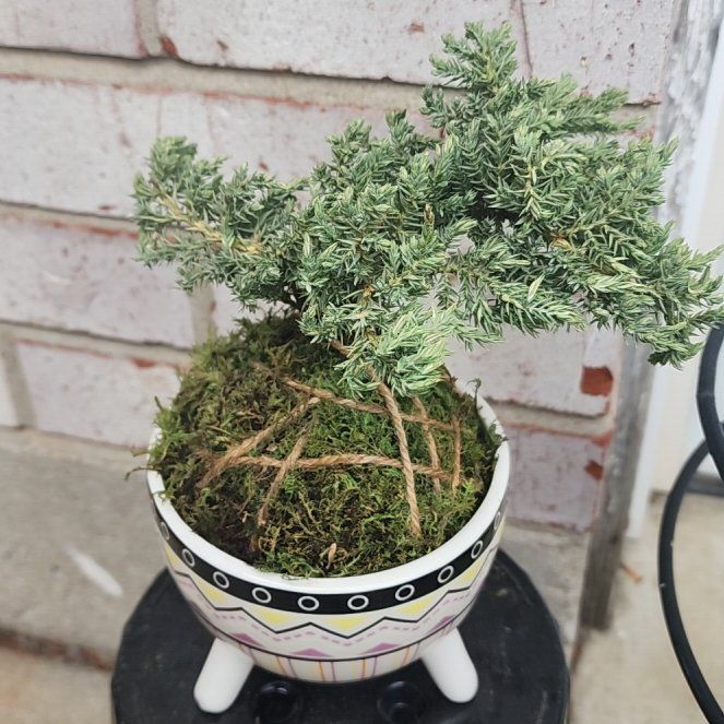 Photo of the plant species Japanese Garden Juniper by @SportAnise90 named Wilson on Greg, the plant care app