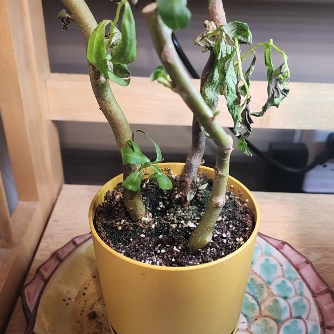 Photo of the plant species Corkscrew Willow by @SportAnise90 named LiloStitch on Greg, the plant care app