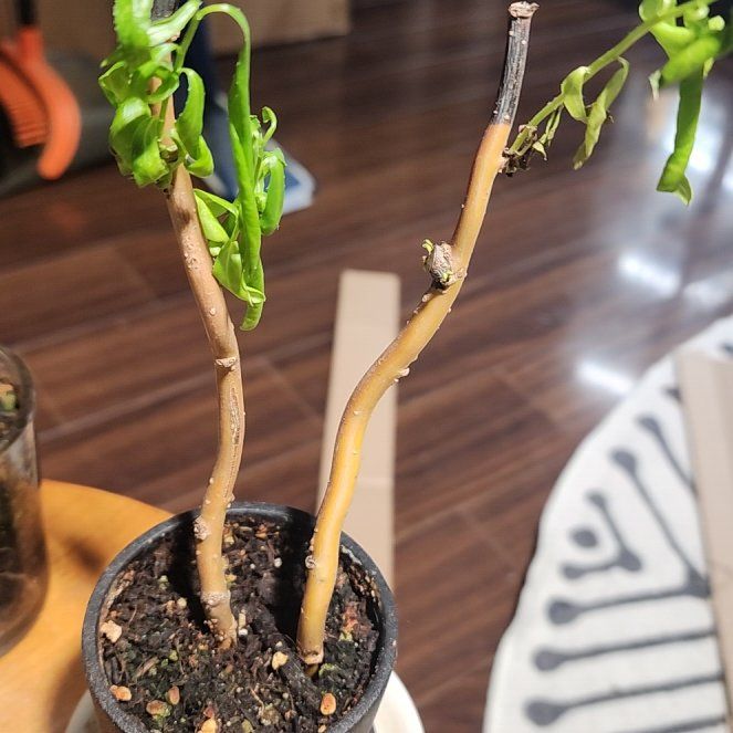Photo of the plant species Corkscrew Willow by @SportAnise90 named Bodhi on Greg, the plant care app