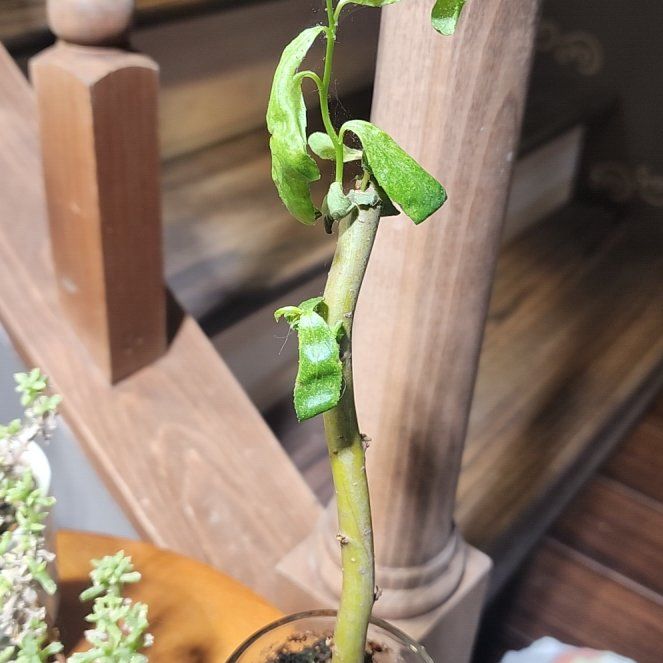 Photo of the plant species Corkscrew Willow by @SportAnise90 named Gobi on Greg, the plant care app