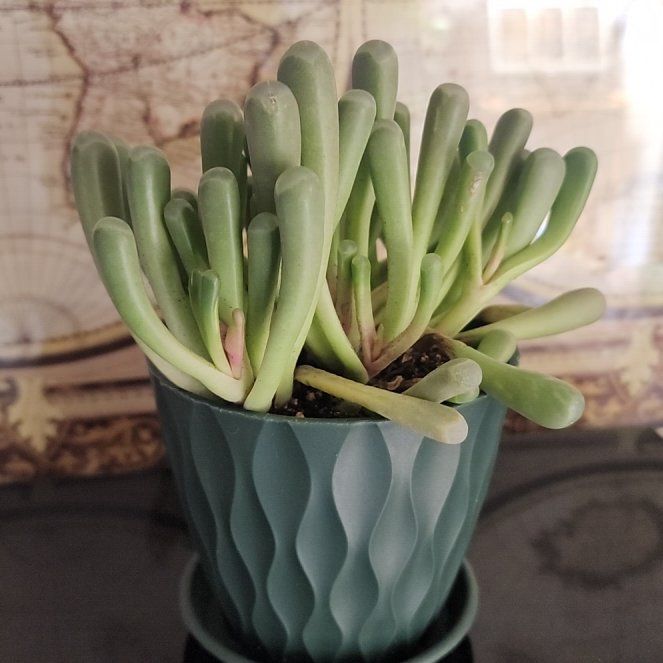 Photo of the plant species Baby Toes by @SportAnise90 named Leaf Erickson on Greg, the plant care app