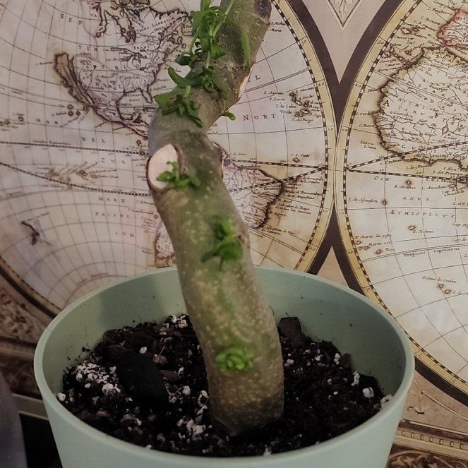 Photo of the plant species Weeping Willow Bonsai Tree by @SportAnise90 named Morgan Treeman on Greg, the plant care app