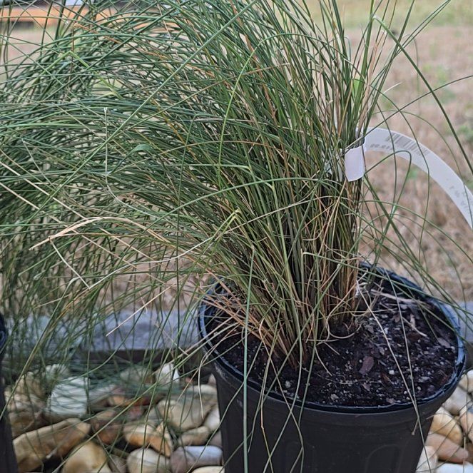 Photo of the plant species Pink Muhly Grass by @ImpishMaylily6 named Harper on Greg, the plant care app