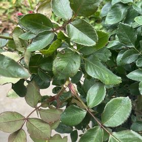 Photo of the plant species Christian Dior Rose by @SoulfullyTomato named Harmony on Greg, the plant care app