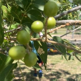 Photo of the plant species Indian Jujube by @SavantRosilla32 named Rihanna on Greg, the plant care app