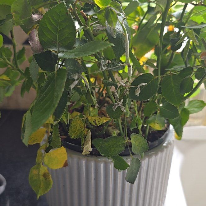Photo of the plant species mini rose by @HeiressPignut named Kylie on Greg, the plant care app