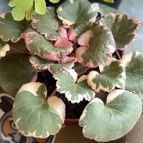 Photo of the plant species strawberry begonia varigated by @AceOmnom32 named Shortcake on Greg, the plant care app