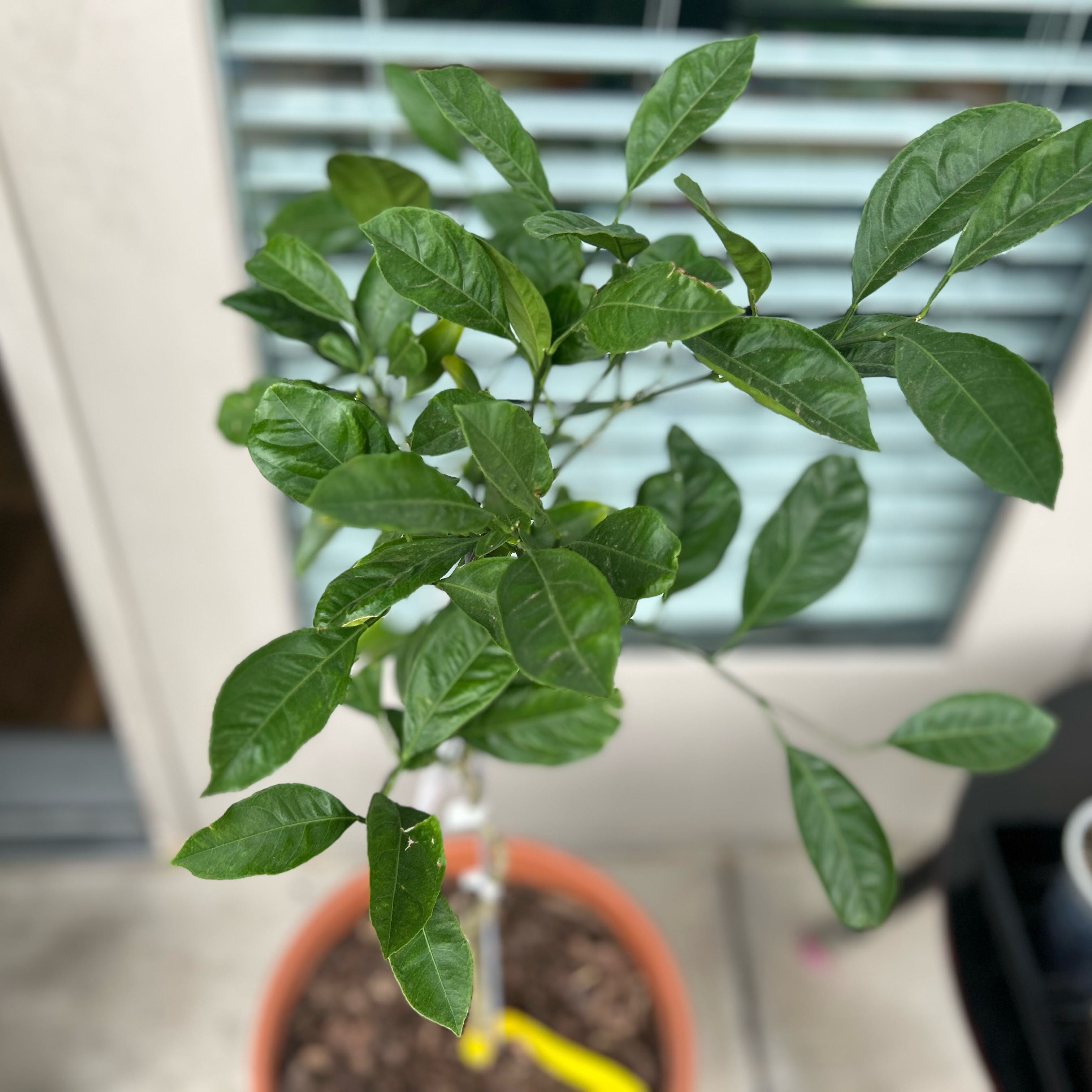 Photo of the plant species Satsuma by @LitelyGreen25 named Sassy on Greg, the plant care app