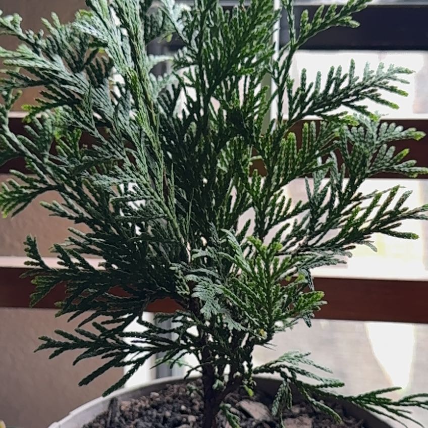 Photo of the plant species Green Giant Arborvitae by @UnbrokenCowslip named Charlie Brown on Greg, the plant care app