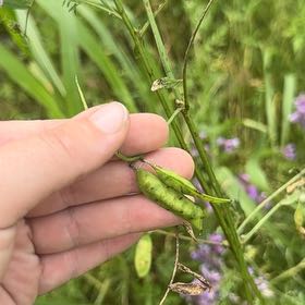 Photo of the plant species Caley Pea by @UnbrokenCowslip named Baesil on Greg, the plant care app