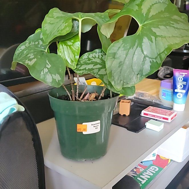 Photo of the plant species Stylochaeton Bogneri by @ProIvy48 named LiloStitch on Greg, the plant care app
