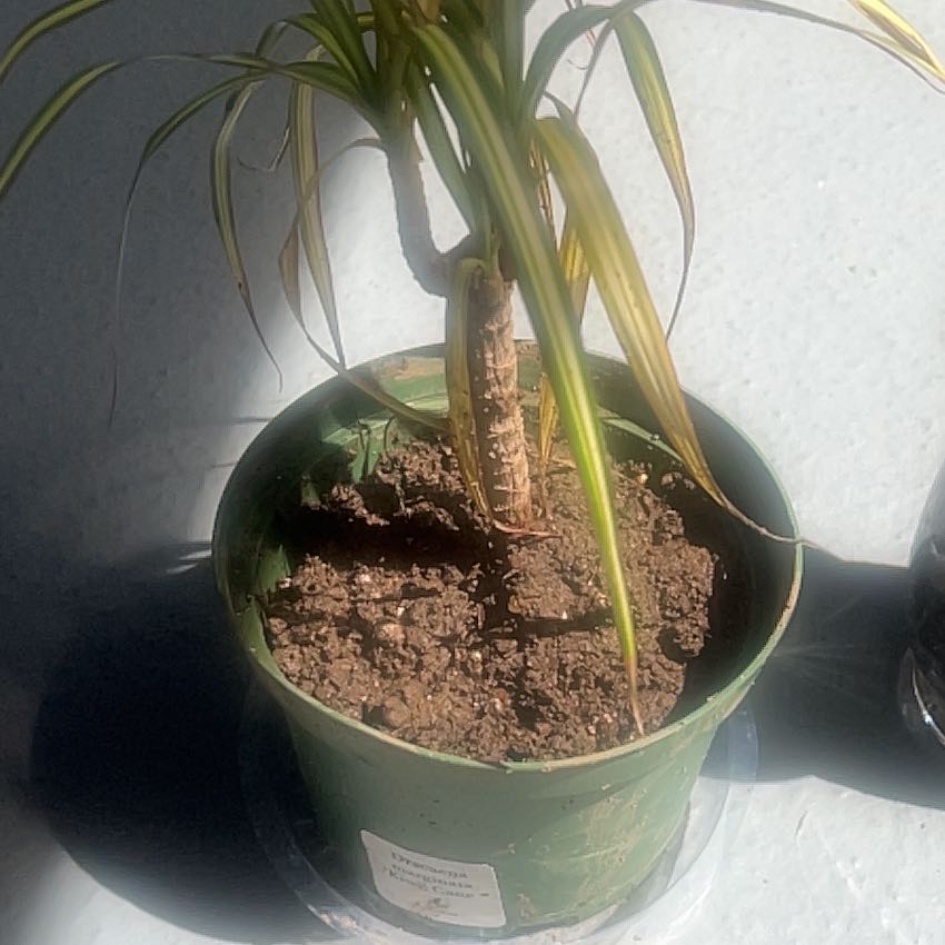Photo of the plant species Kiwi Dracaena by @HotRosebush52 named Snakey on Greg, the plant care app