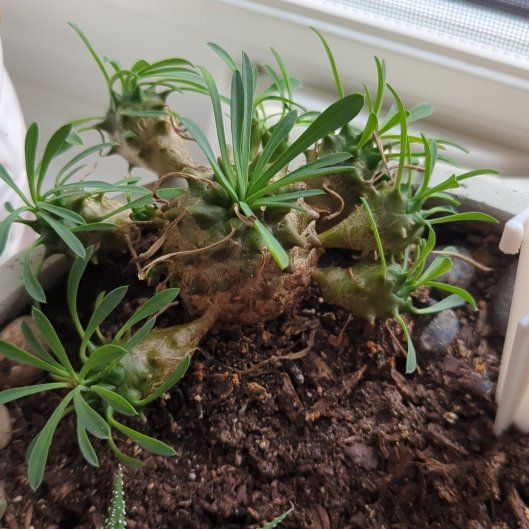 Photo of the plant species Pine Cone Plant by @HeartyBlackpine named Harry on Greg, the plant care app