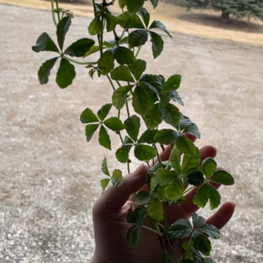 Photo of the plant species Sugar Vine by @AproposOmnom named Marley on Greg, the plant care app
