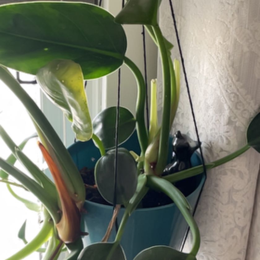 Photo of the plant species Philodendron 'Green Fat Boy' by @AproposOmnom named Athena on Greg, the plant care app