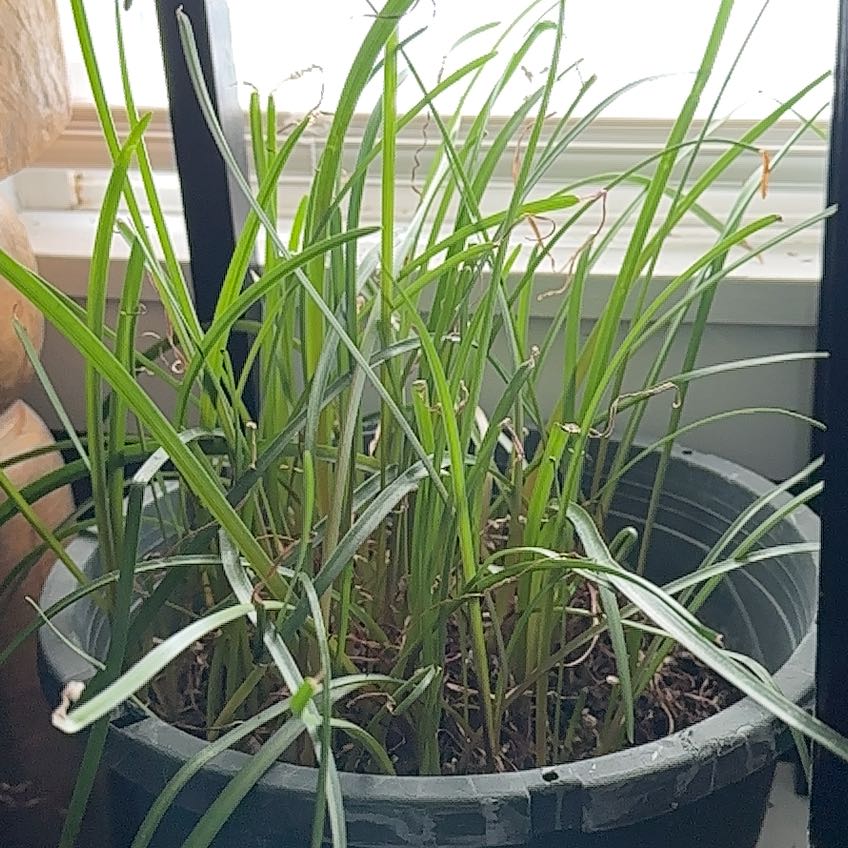 Photo of the plant species Pink Rain Lily by @GermanePepino22 named Pax on Greg, the plant care app
