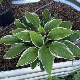 Photo of the plant species Francee Hosta by @GermanePepino22 named Delilah on Greg, the plant care app