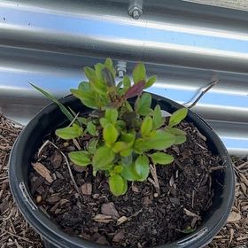 Photo of the plant species Azalea by @GermanePepino22 named Achilles on Greg, the plant care app