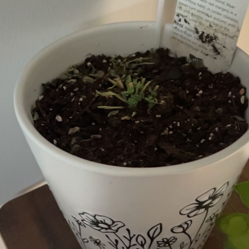 Photo of the plant species October Daphne by @newplantgirlies named Aristotle on Greg, the plant care app
