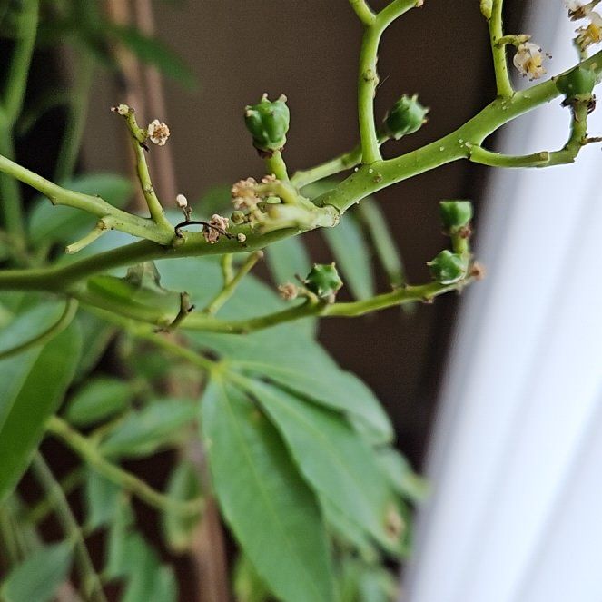 Photo of the plant species June plum by @YeveShingleoak named Keanu Leaves on Greg, the plant care app